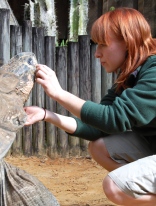 Scavelli carefully inspects a scratch under the eye of the male goliath tortoise.