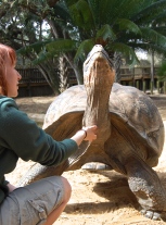 "Goliath tortoises are a lot like dogs," said Scavelli, "they will always follow you around for food and attention."