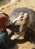 Scavelli speaks to the male goliath tortoise as she gently peels back the loose skin of his scratch.