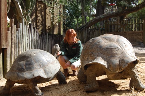 "Sometimes it is hard to give them all attention at once,"said Scavelli. The goliath tortoises automatically saunter to her presence.