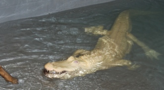 Scavelli accurately tosses the specialized food pellets near the albino alligators head. If the food is thrown elsewhere, Scavelli must guide pellets with a stick towards the alligator so it can see the food.