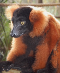 The red-ruffed lemur looks to Scavelli for a treat.